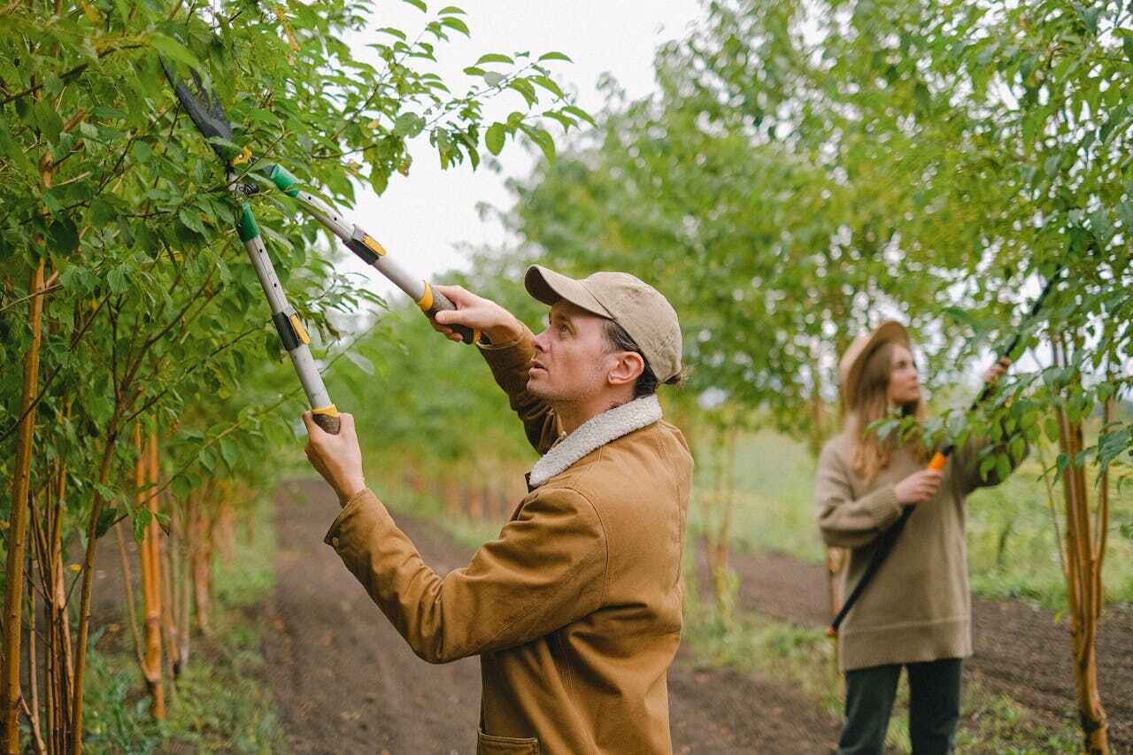 Orange Grove, TX Tree Service Company